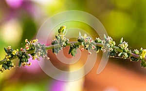 A colorful wild flower macro