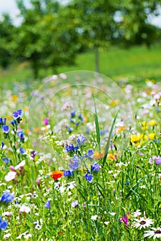 Colorful wild flower meadow
