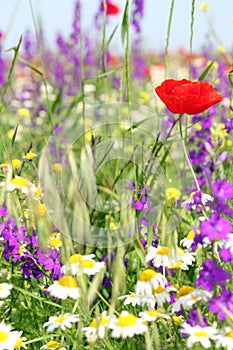 Colorful wild flowers