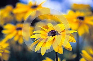 Colorful wild flowers