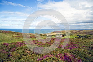 Colorful wild flowers of the great orme