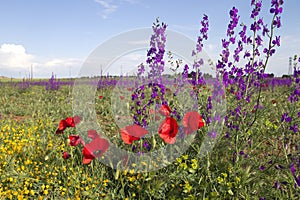 Colorful springtime wild flowers photo