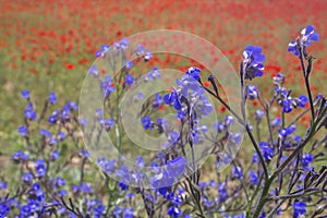 Colorful wild flowers in spring, anchusa azurea and red poppies on the background photo