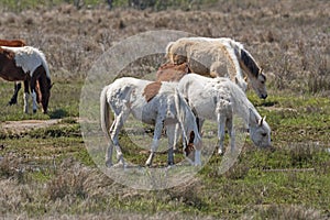 Colorful Wild Ponies Grazing in a Wetland