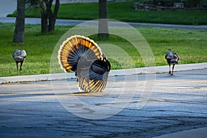 Colorful Wild Tom Turkey Struts Down The Street For A Very Colurful Thanksgiving Day Parade.