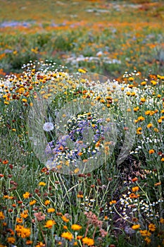 Colorful wildflower meadow in Colorado rocky mountains near Crested butte in summer time