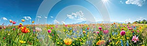 Colorful Wildflower Meadow Panorama Background - Scenic Blumenwiese Hintergrund