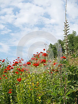 Colorful wildflowers