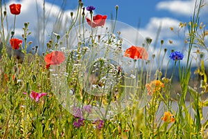 Colorful wildflowers photo