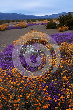 Colorful wildflowers at Anza Borrego state park, California photo