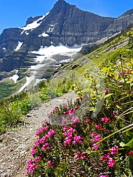 Colorful Mountain Hiking Trail on Siyeh Pass photo