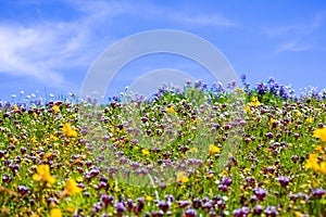 Colorful wildflowers covering a meadow on a sunny day with blue sky; North Table Ecological Reserve, Oroville, California