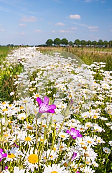 Colorful wildflowers at a field edge