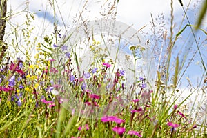 Colorful wildflowers in a meadow