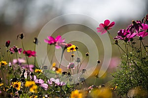 Colorful wildflowers on the meadow in summer