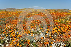 Colorful wildflowers of Namaqualand, Northern Cape, South Africa