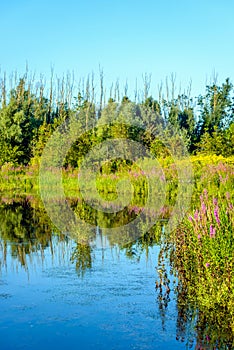 Colorful wildflowers reflected in the water surface of a fen