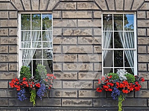 Colorful window flowers