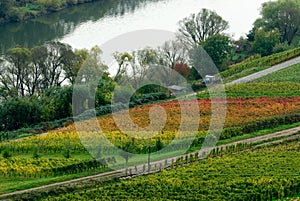 Colorful wine fields
