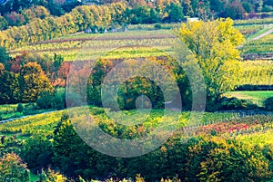 Colorful wine fields