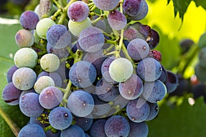 Colorful Wine Grapes on Grapevine