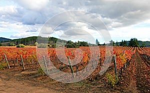 Colorful wineyard in Chile