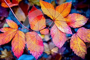 Colorful Winter and Autumn Leaves Stunning color closeup abstract design with vein texture