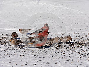 Colorful winter birds eating