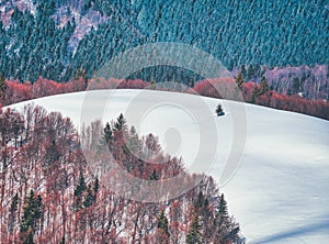 Colorful winter landscape with a isolated pine tree surrounded by untouched snow