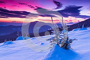 Colorful winter morning in the mountains. Dramatic overcast sky. View of snow-covered conifer trees at sunrise. Merry Christmas's