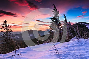 Colorful winter morning in the mountains. Dramatic overcast sky.View of snow-covered conifer trees at sunrise. Merry Christmas's