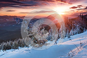 Colorful winter morning in the mountains. Dramatic overcast sky.View of snow-covered conifer trees at sunrise. Merry Christmas's