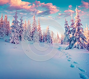 Colorful winter sunrise in the Carpathian mountain forest