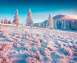 Colorful winter sunrise in the Carpathian mountain forest.