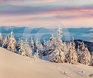 Colorful winter sunrise in Carpathian mountains with snow covered fir trees. Fantastic outdoor scene of moumtain forest. Beauty of
