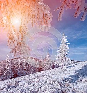 Colorful winter sunrise in mountain foerest.