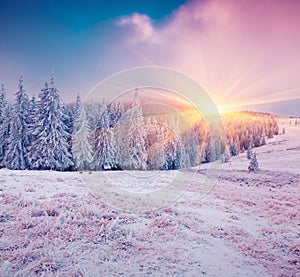 Colorful winter sunrise in mountain forest.