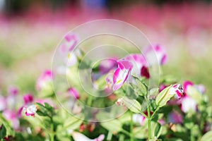 Colorful wishbone flower