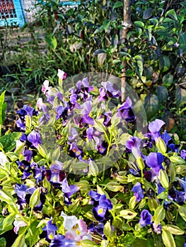 Colorful Wishbone Flower in the Sunlight