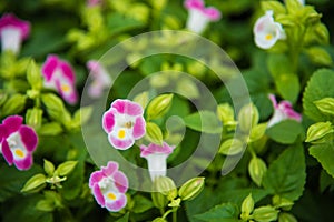 Colorful wishbone flowerTorenia Fournieri Flower Seeds. Beaut