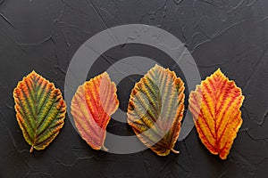 Colorful witch hazel leaves in autumn, in light and dark green, yellow, orange and red
