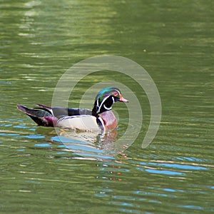 Colorful wood duck swimming in a pond, adult male with iridescent plumage, red eyes and white flare down the neck