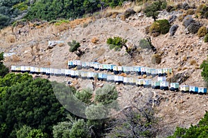 Colorful wooden beehives among olive trees