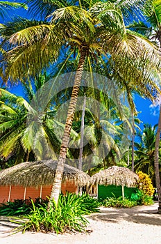 Colorful wooden huts hidden among the tall palm trees Dominican Republic