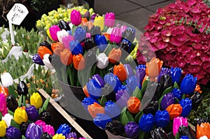 Colorful Wooden tulips Singel Bloemenmarkt Holland