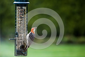 Colorful woodpecker at bird feeder in spring