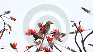 Colorful woodpecker bird perched on flowering