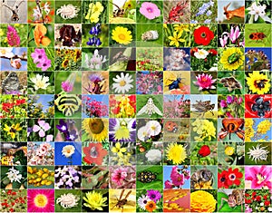 Colorful world. Biodiversity of nature