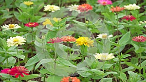 colorful Xenia flowers are moving in the wind in a botanic garden on a bright sunny day