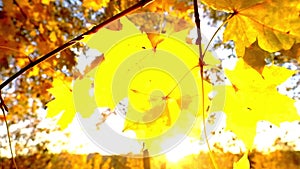 Colorful Yellow Autumn Foliage. Sun flare.